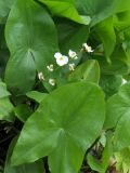 Sagittaria latifolia. Соцветие и листья. Москва, природно-ландшафтный парк \"Зарядье\", в культуре. 27.09.2017.