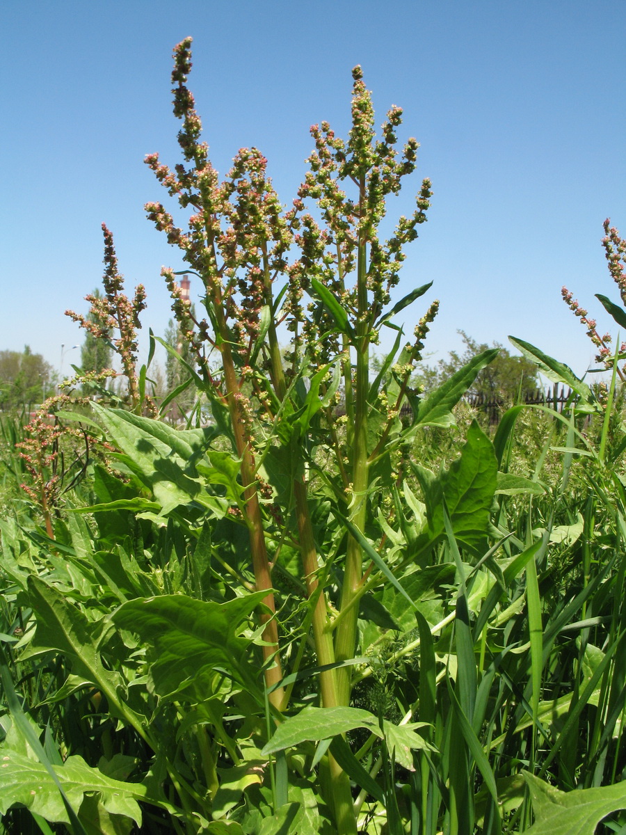 Изображение особи Spinacia turkestanica.