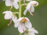 Pyrola rotundifolia