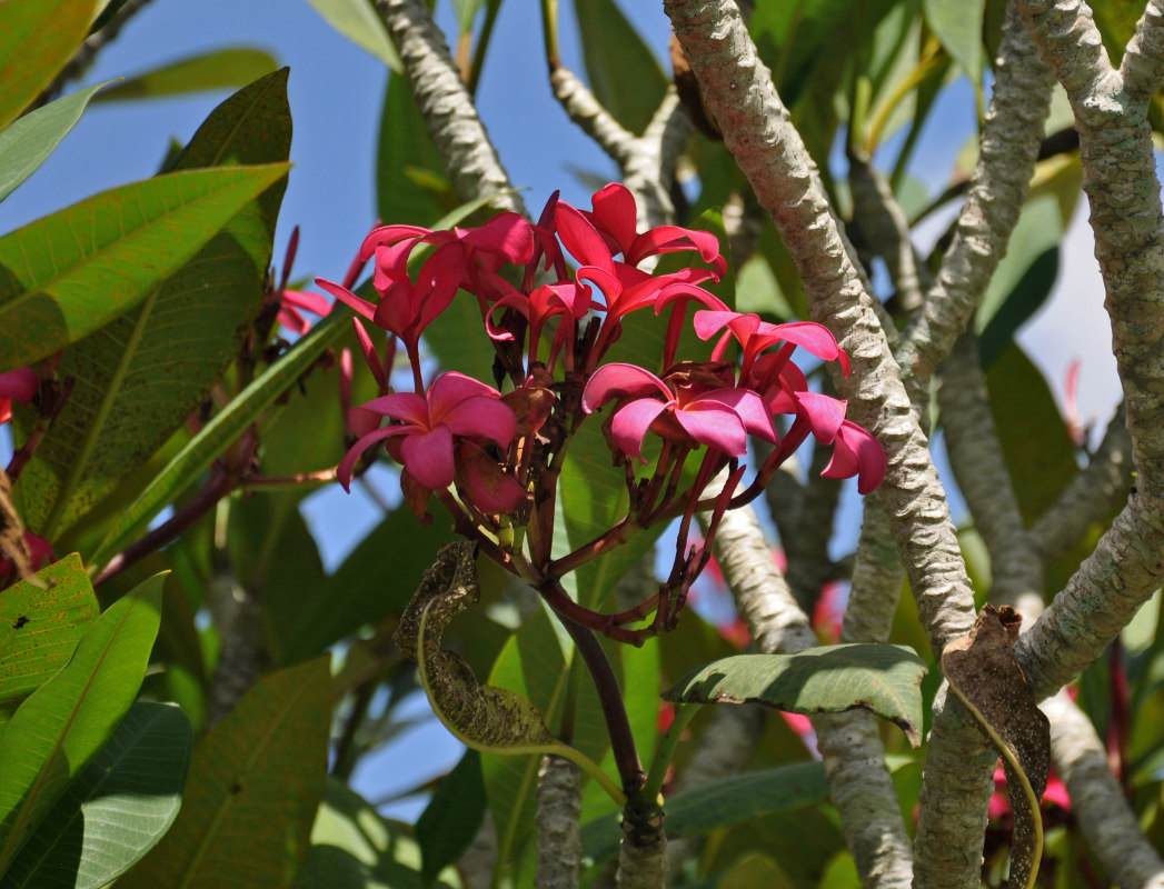 Изображение особи Plumeria rubra.