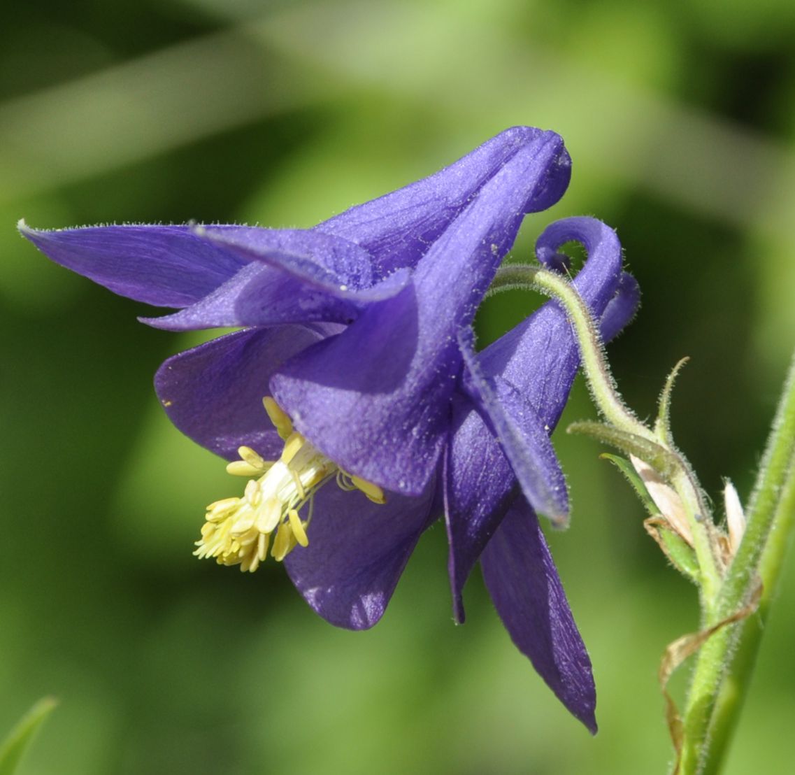 Изображение особи Aquilegia vulgaris.