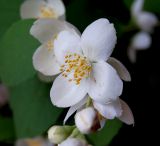 Philadelphus coronarius