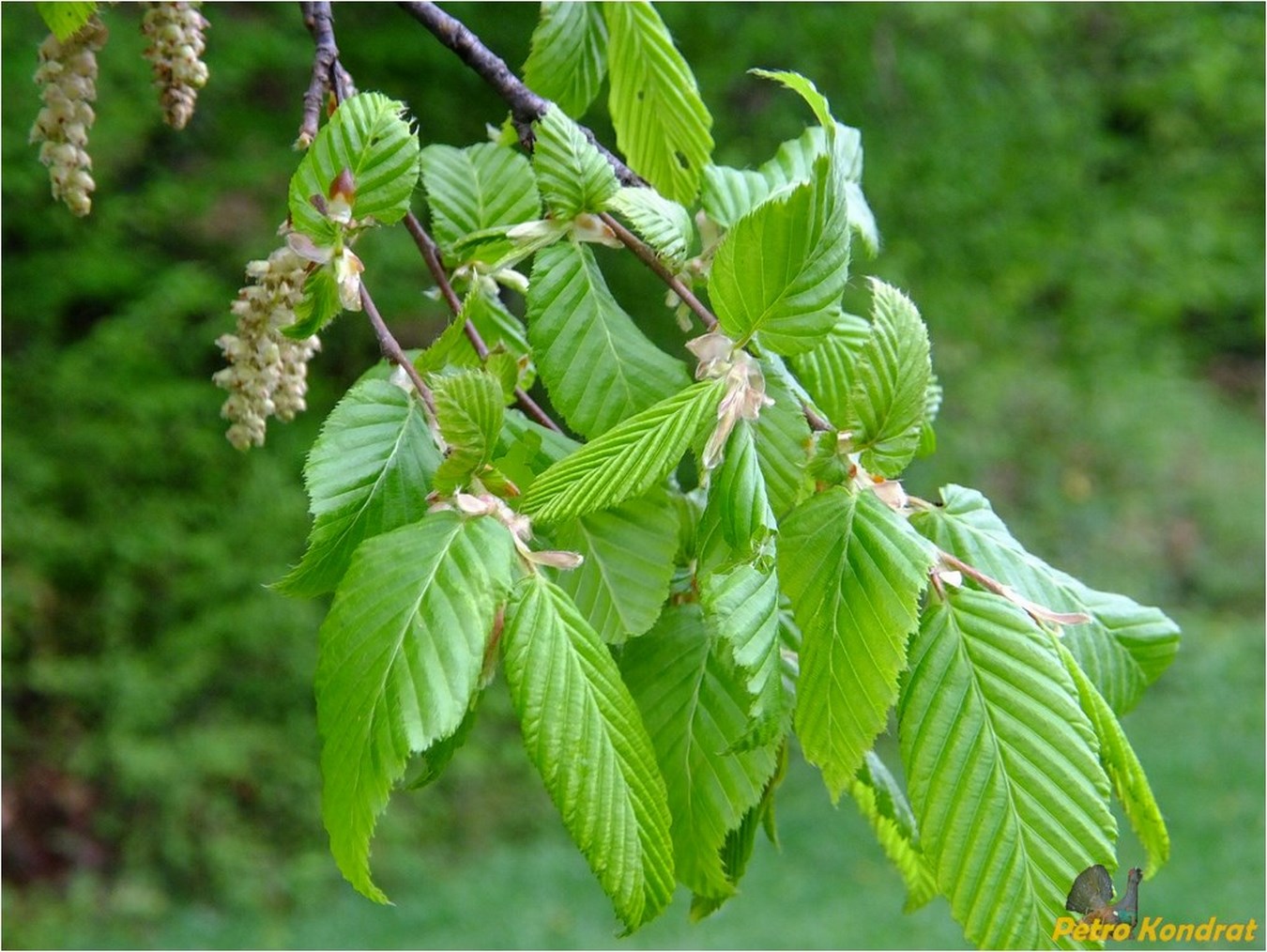 Изображение особи Carpinus betulus.