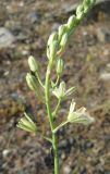 Ornithogalum pyrenaicum. Часть соцветия. Крым, томилляр близ водосброса Симферопольского вдхр. 13 мая 2010 г.