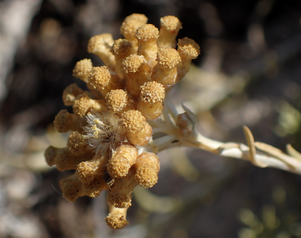 Изображение особи род Helichrysum.