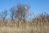 Phragmites australis