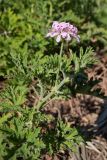 Pelargonium graveolens