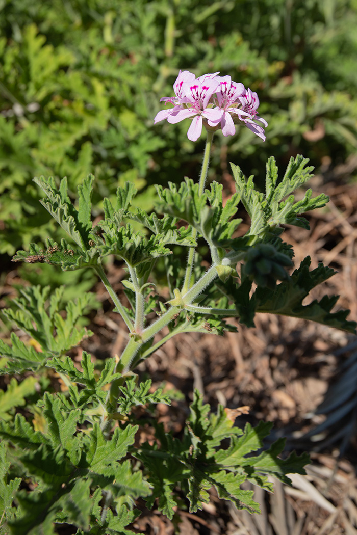 Изображение особи Pelargonium graveolens.