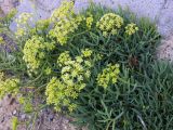 Crithmum maritimum