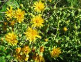 Hieracium virosum