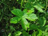 Astrantia major. Прикорневой лист с грибным поражением. Украина, Закарпатская обл., Раховский р-н, окр. с. Косовская Поляна, сенокосный горный луг. 1 июля 2010 г.