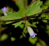 Campanula erinus