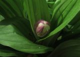 Cypripedium macranthos. Верхушка побега с формирующимся бутоном. Красноярский край, Новоселовский р-н, окр. спортивно-оздоровительного лагеря \"Политехник\" Сибирского федерального университета, берег Убейского залива Красноярского водохранилища, склон сопки, березняк высокотравно-разнотравный. 05.06.2022.