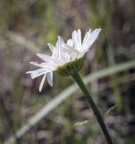 Leucanthemum vulgare. Соцветие-корзинка (со стороны обёртки). Пермский край, г. Пермь, Кировский р-н, залежь на месте садовых участков. 09.06.2023.