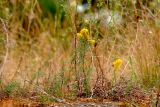 Galium verum