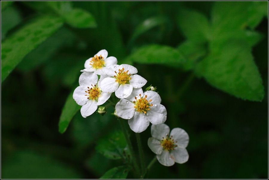 Изображение особи Fragaria moschata.