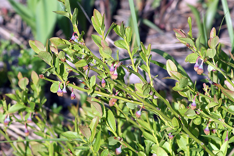 Изображение особи Vaccinium myrtillus.