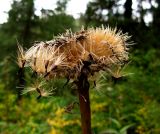 Stemmacantha orientalis. Соплодие с облетающими плодами. Красноярский край, Ермаковский р-н, парк \"Ергаки\", близ кордона Тушканчик, субальпийское редколесье. 25.08.2010.