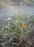 Atriplex aucheri