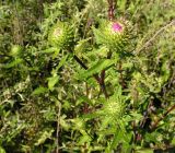 Cirsium vlassovianum. Верхушка побега с нераспустившимися соцветиями. Приморский край, Спасский р-н, окр. с. Хвалынка. 24.08.2012.