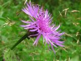 Centaurea carpatica