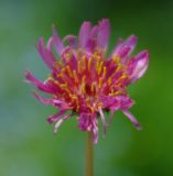 Taraxacum porphyranthum