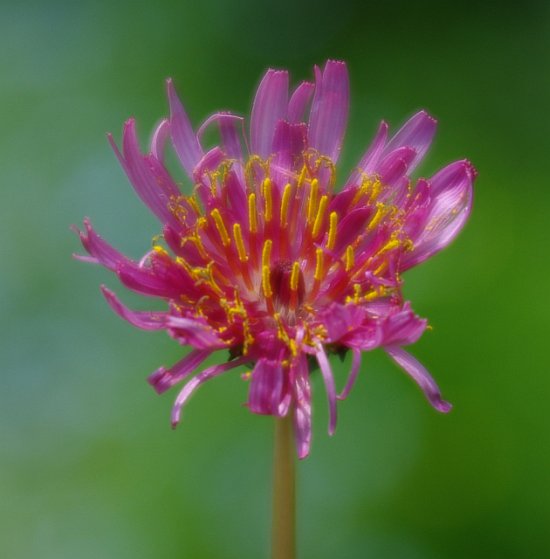 Изображение растения Taraxacum porphyranthum.