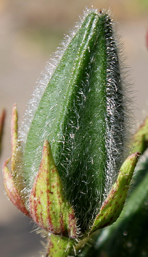 Изображение особи Hibiscus esculentus.