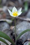 Tulipa bifloriformis. Верхушка цветущего растения. Южный Казахстан, каньон реки Машат в 3 км ниже шоссе Алматы-Ташкент. 04.04.2012.