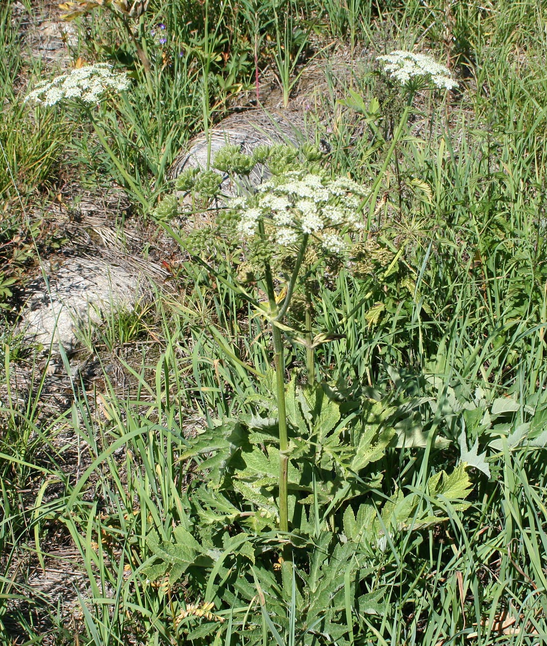 Изображение особи Heracleum dissectum.