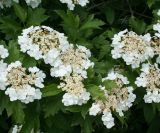 Viburnum opulus