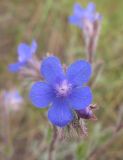 Anchusa azurea. Цветок. Краснодарский край, окр. г. Крымск, глиняный карьер. 06.06.2014.