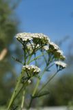 Achillea millefolium