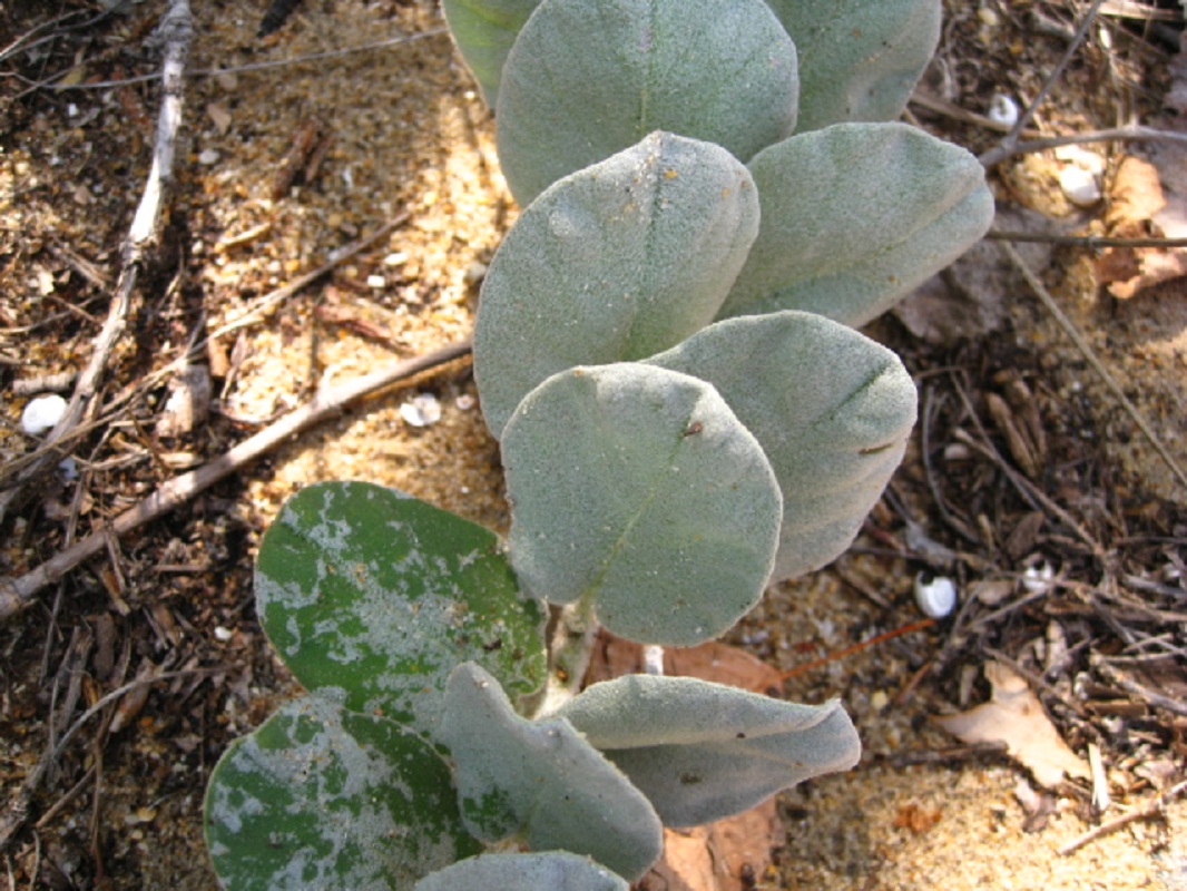 Изображение особи Convolvulus persicus.