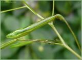 Impatiens parviflora. Плод. Чувашия, г. Шумерля. 21 августа 2009 г.