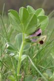 Vicia narbonensis. Верхняя часть цветущего растения. Крым, Байдарская долина, залежь. 4 мая 2015 г.