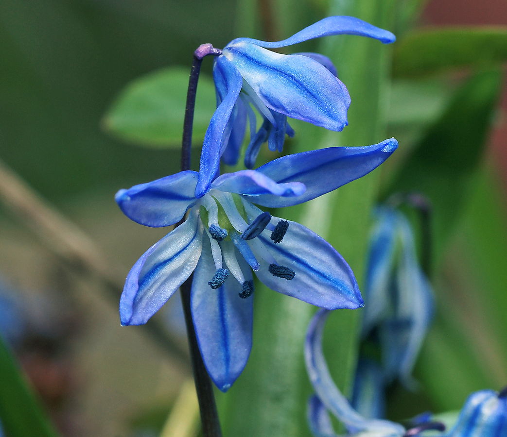 Изображение особи Scilla siberica.