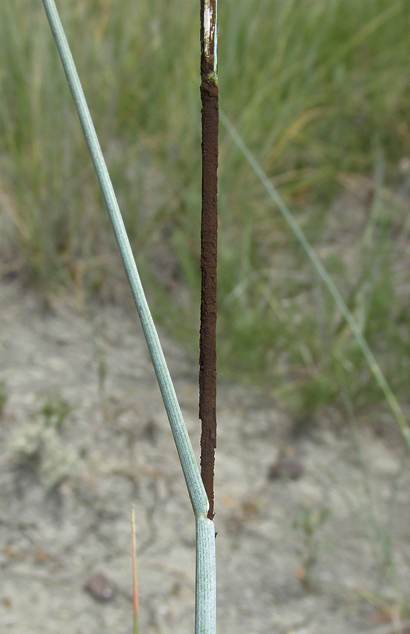 Изображение особи Elytrigia obtusiflora.