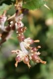 Cuscuta lehmanniana