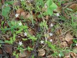 Moehringia lateriflora. Цветущие растения. Якутия (Саха), южные окр. г. Якутска, опушка леса, у дороги. 11.06.2012.