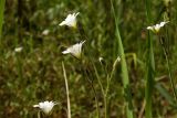 Cerastium arvense