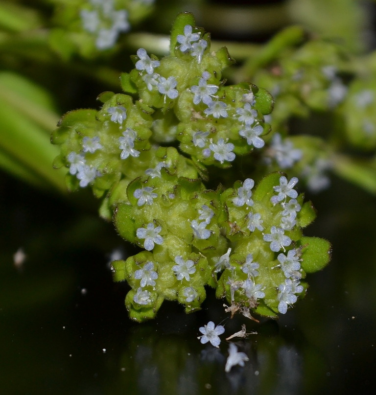 Изображение особи Valerianella locusta.