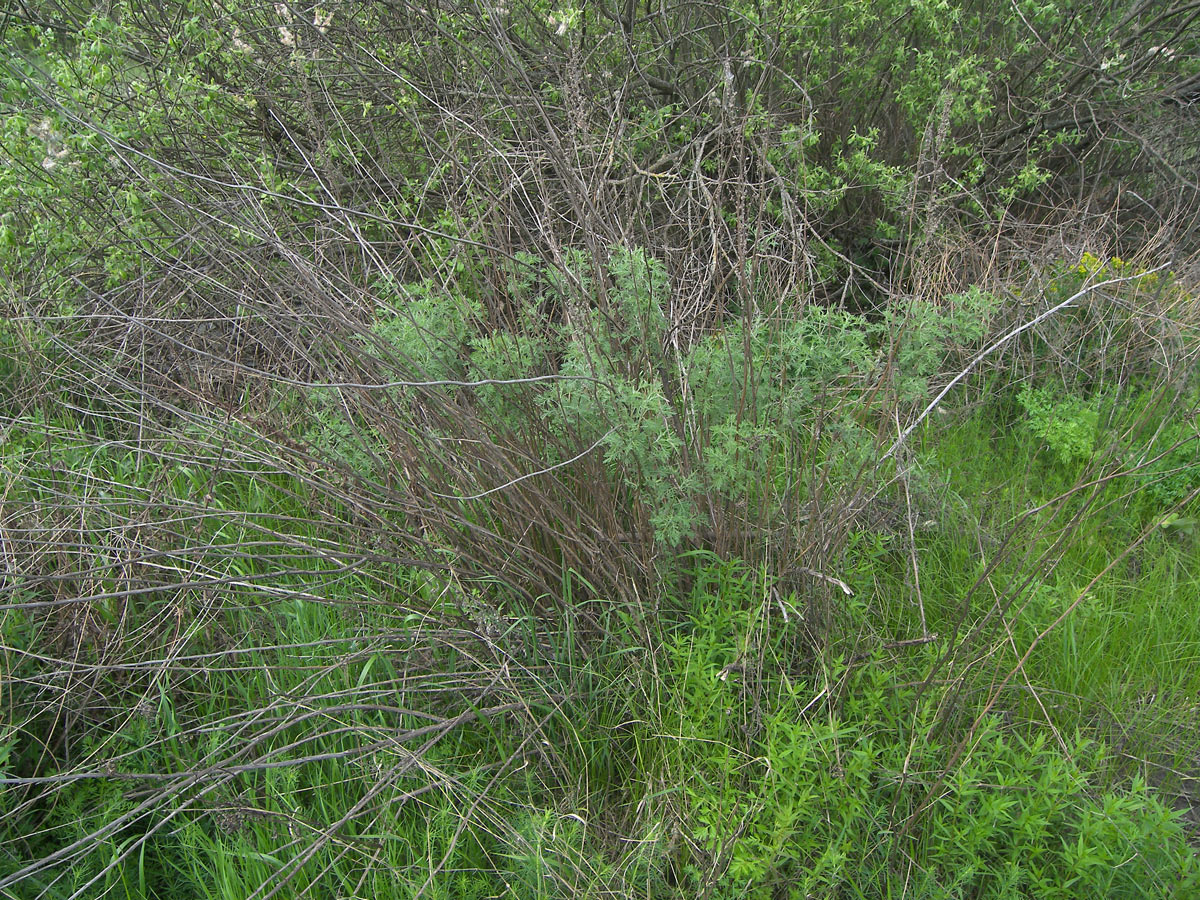 Изображение особи Artemisia abrotanum.