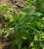 Potentilla подвид paradoxa