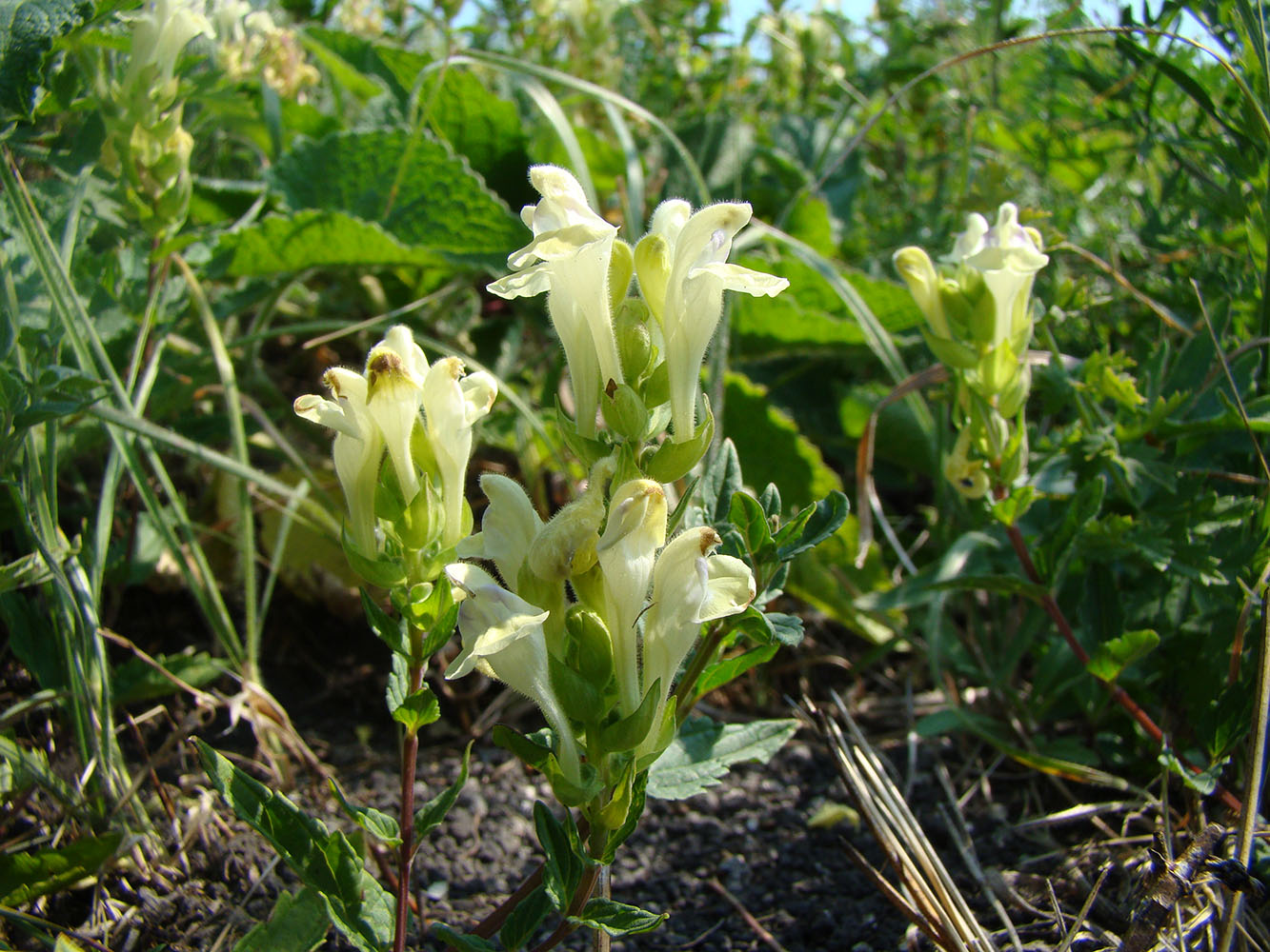 Изображение особи Scutellaria cisvolgensis.