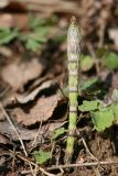 Equisetum pratense