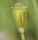 Papaver lecoqii