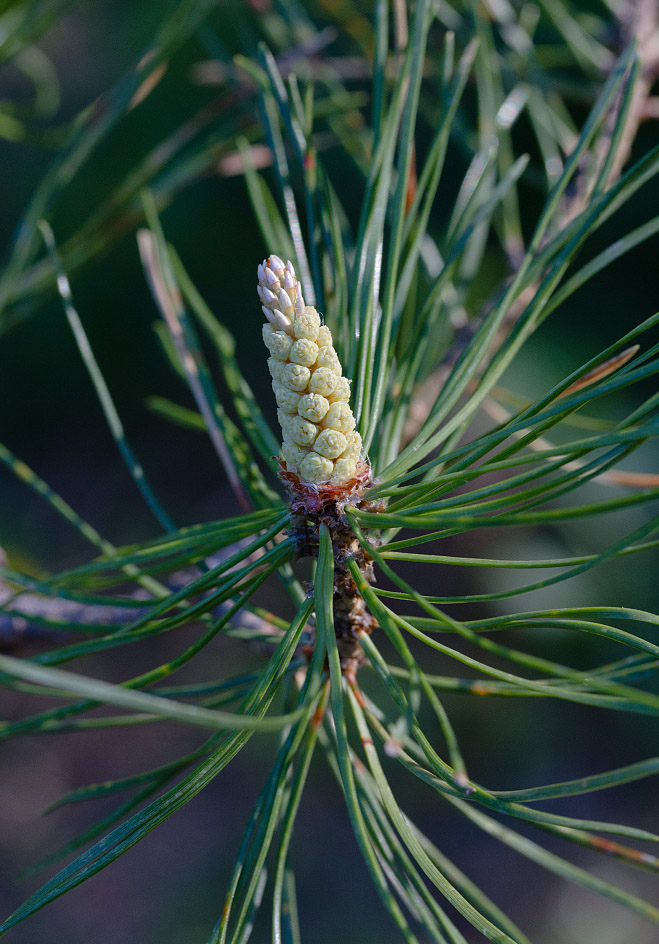 Изображение особи Pinus sylvestris.