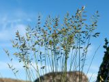 Festuca ovina