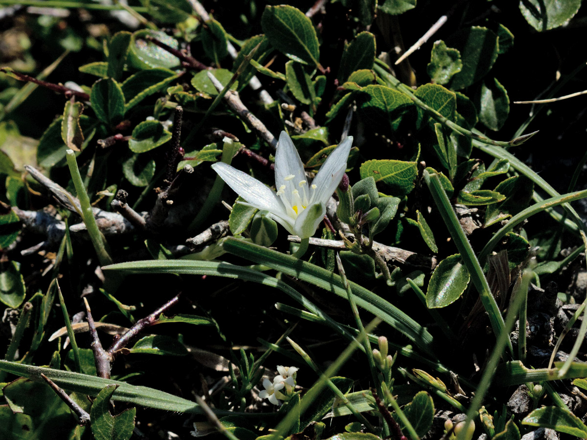 Image of Ornithogalum pumilum specimen.